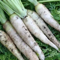 فروش ترب سفید و شلغم ارگانیک به شرط