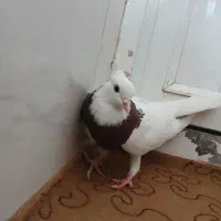 ماده طوقی سرخ