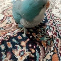 راهب آبی کواکر یا طوطی سنان