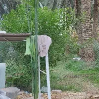 حراج نخل مرداب و کاغذی|گل و گیاه طبیعی|بم, |دیوار