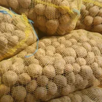 سیب زمینی بذری سانته۴۰۳