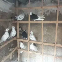 کفتر کفتر کفتر