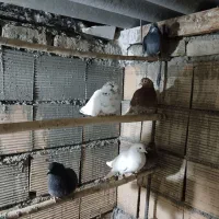 کبوتر گرفتنی عالی|پرنده|شریفآباد, |دیوار