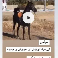 کره نریون|اسب و تجهیزات اسب‌سواری|حسین آباد, |دیوار