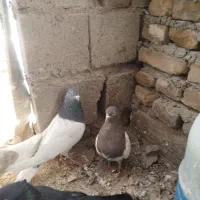 کبوتر کله ای