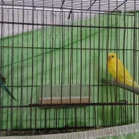 جفت مرغ عشق