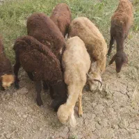 گوسفند ها گم شدن هرکس خبری دار یا چیزی لطفاًبگ|حیوانات|آزادشهر, |دیوار