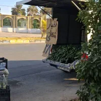 خیار محلی ۲۸ت و ۱۵ت|حراج|جهرم, |دیوار