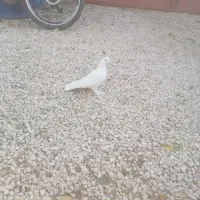 جفت سفید جفت سرکه ای