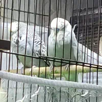 مرغ عشق انگلیسی و پروانه ای مولد