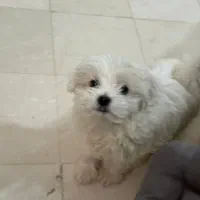 توله مالتیز زیبا و دوست‌داشتنی