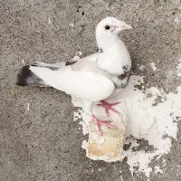 کفتر جفت وصید|پرنده|مشهد, وحید|دیوار