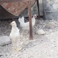 مرغ سفید چهل تاج