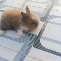 یک جفت خرگوش فانتزی|موش و خرگوش|کاشان, کارگر|دیوار