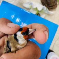 سهره سرسیاه گل بلند کرواتی|پرنده|قیروکارزین, |دیوار