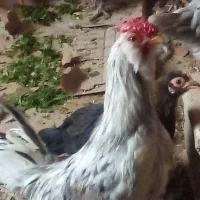 خروس گلین