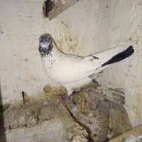 کبوتر غریب|حیوانات|بم, |دیوار
