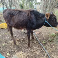 گاو با گوساله ماده جرسی|حیوانات مزرعه|فومن, |دیوار