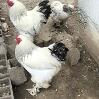 خروس برهما