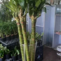 گل بامبو لوتوس ابی|گل و گیاه طبیعی|شیراز, شهرک گلستان|دیوار