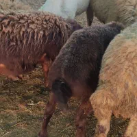 بره نر|حیوانات مزرعه|بابل, |دیوار