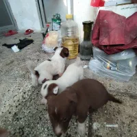 سگ پاکوتاه ماده وتوله هاواگذارمیشود