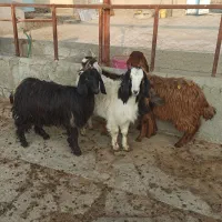 ۴ عدد بزغاله برای نگهداری و سربریدن و قربانی کردن|حیوانات مزرعه|میاندوآب, |دیوار