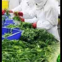 سرمایه گذاری و شراکت و استخدام به صورت کارگاهی