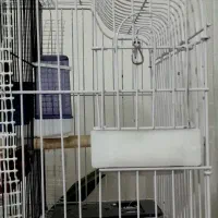 قعس بزرگ و یک جفت کوتوله|پرنده|قم, بوستان علوی|دیوار