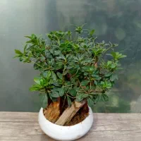 بنسای