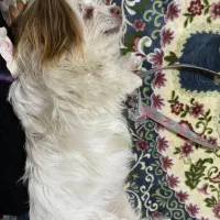 سگ باهوش|سگ|یاسوج, |دیوار