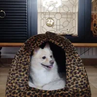 پامر|سگ|تبریز, |دیوار