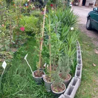 انواع گل های مختلف و اپارتمانی|گل و گیاه طبیعی|سنگر, |دیوار