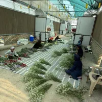 استخدام در گلخانه گل شاخه بریده|استخدام صنعتی، فنی، مهندسی|گلمکان, |دیوار