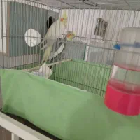 عروس|پرنده|قم, شهرک مهدیه (مدرس)|دیوار