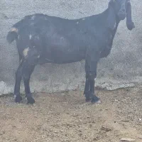 فروش بز  و بزغاله