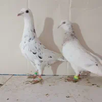 پلنگ. طوقی. ابلق،سار