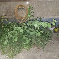 اجاره جهت انبار فقط