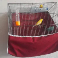 قناری نر وماده