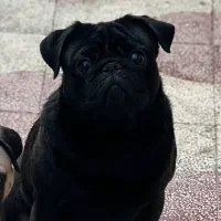 سگ پاگ مشکی نر