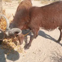 تروشت مری و محلی