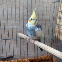 عروس هلندی(رنگ خاص)