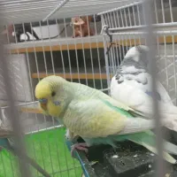 دو جفت مرغ عشق بالغ وآماده