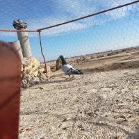 کبوتر|پرنده|زابل, |دیوار