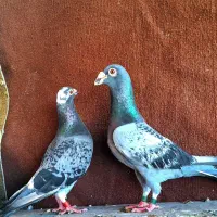 ۳ جفت پلاکی تیپ