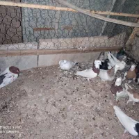 کبوتر سینه و یهودی و طوقی و  سفید دو سیاه و کوهی|پرنده|خنج, |دیوار