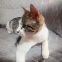 گربه واگذاری|گربه|کرج, خرمدشت|دیوار