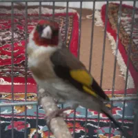 سهره نر