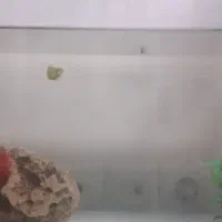 ماهی گوپی|ماهی|شیراز, احمدآباد|دیوار