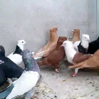 ۲۷تا رنگی همه نر